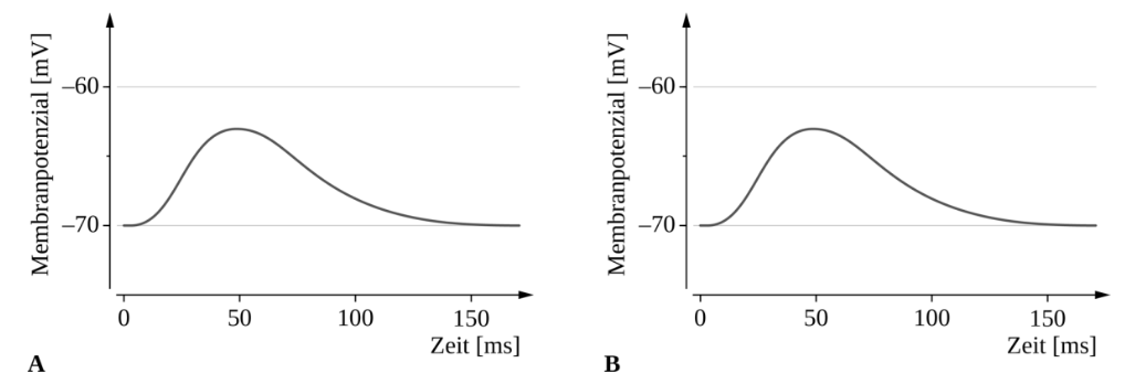 Grafik des Membranpotenzials über die Zeit in zwei Diagrammen (A und B)